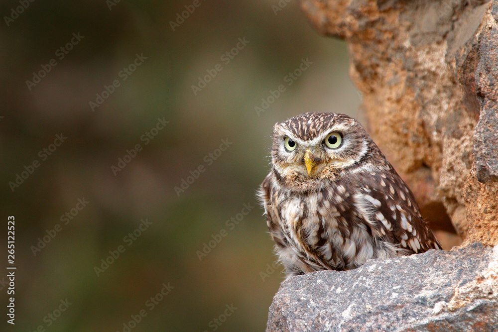 Little Owl, Athene noctua, bird in the nature old urban habitat, stone castle wall in Bulgaria. Wildlife scene from nature. Owl hidden in house with big stone wall. Little Owl, Athene noctua, bird in the nature old urban habitat, stone castle wall in Bulgaria. Wildlife scene from nature. Owl hidden in house with big stone wall.