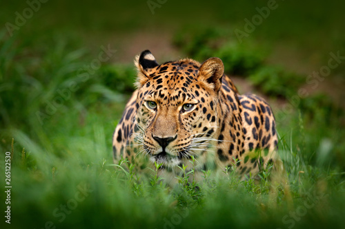 Javan leopard, Panthera pardus melas, portrait of cat in the dark forest. Big wild cat in the green vegetation. Leopard in the nature habitat, Java, Indonesia in Asia. Wildlife nature. photo