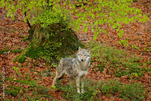 Gray wolf  Canis lupus  in the spring light  in the forest with green leaves. Wolf in the nature habitat. Wild animal in the orange leaves on the ground  Germany.