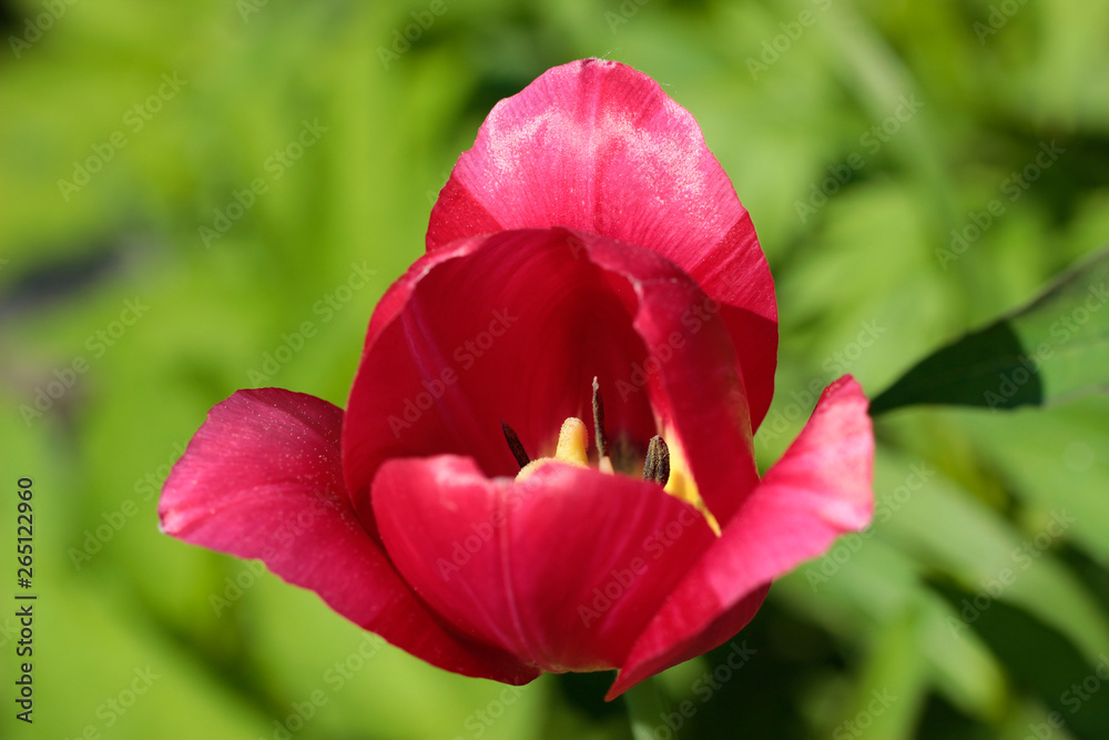 Red flower close-up, macro.Tulip on a background of green. Soft focus Red flower close-up, macro.Tulip on a background of green. Soft focus