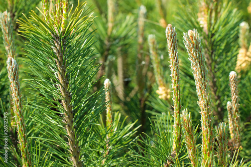 The branches of coniferous wood  closeup. Green forest background. Soft focus.Close up..