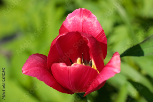 Red  flower close-up  macro.Tulip on a background of green. Soft focus