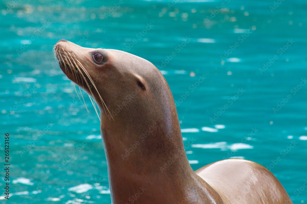 Fototapeta premium otarie