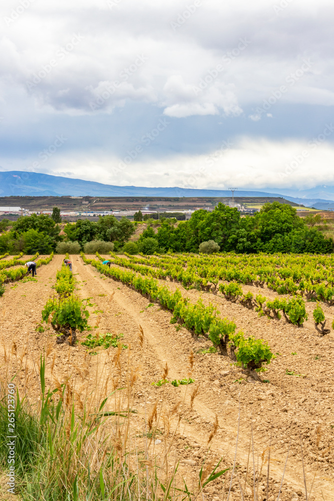 Vineyard workers in a Navarre vineyard near Viana, Spain on the Way of St. James, Camino de Santiago