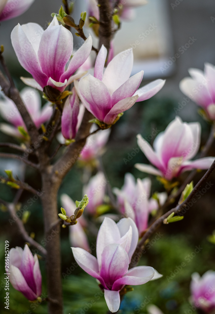 Magnolia tree blossom Magnolia tree blossom