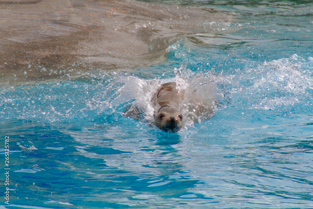 Obraz premium otarie