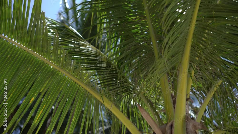 Sunshine through palm leaves with sun background Sunshine through palm leaves with sun background