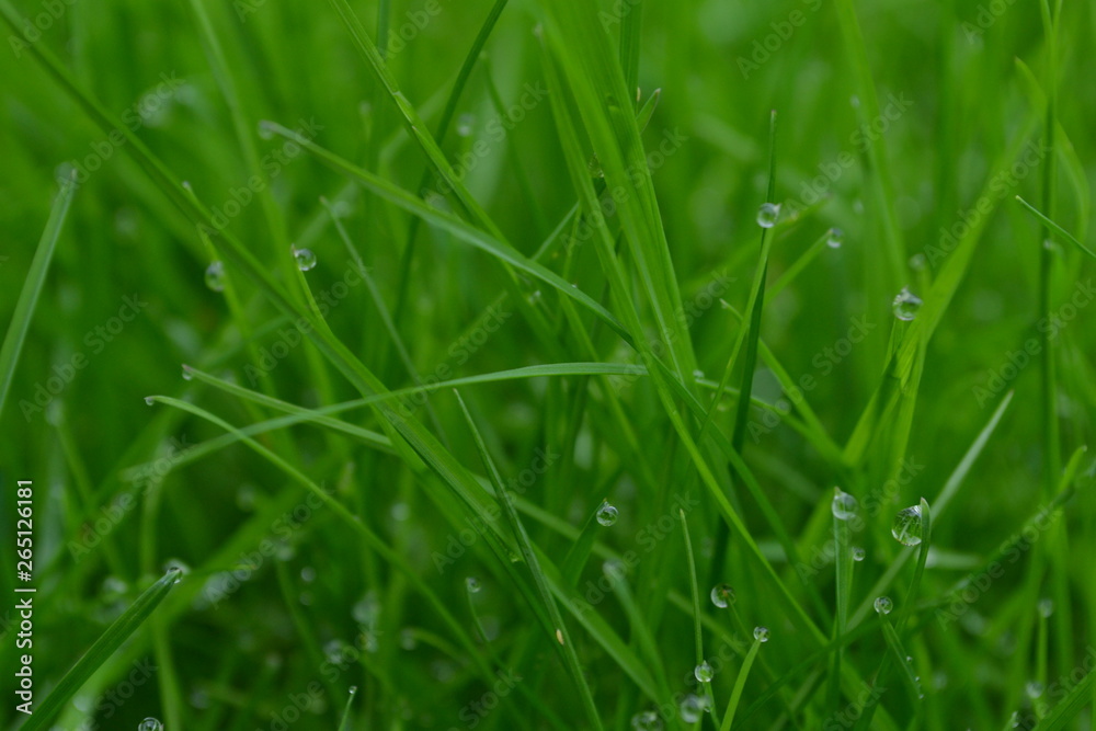 Fototapeta premium macro photography green grass with dew