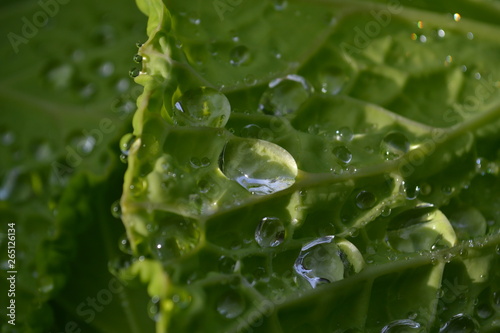 dew drops on a green leaf close-up