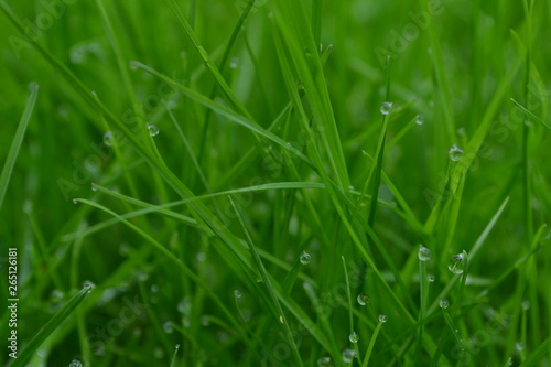 macro photography green grass with dew