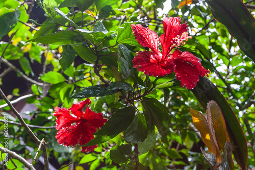 A bright red hibiscus flower with drops after a rain on the petals blooms in the garden, Palau.