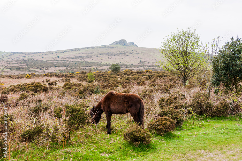 Dartmoor, Devon, Hound Tor, Heidelandschaft, Felsen, Moor, Pony, Frühling, Wanderweg, Südengland