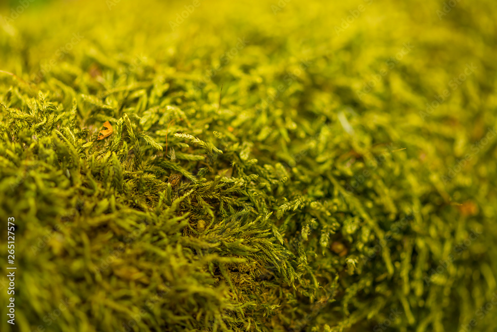 Close up of Moss on tree. Nature life background