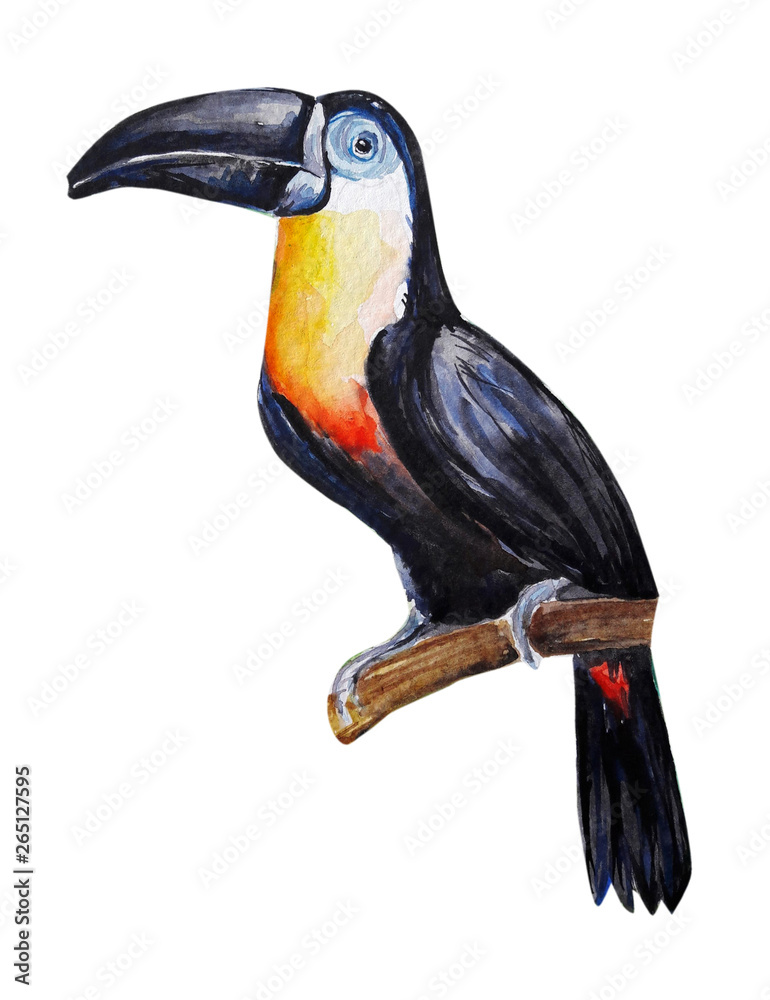 Obraz premium Toucan bird water color art illustration