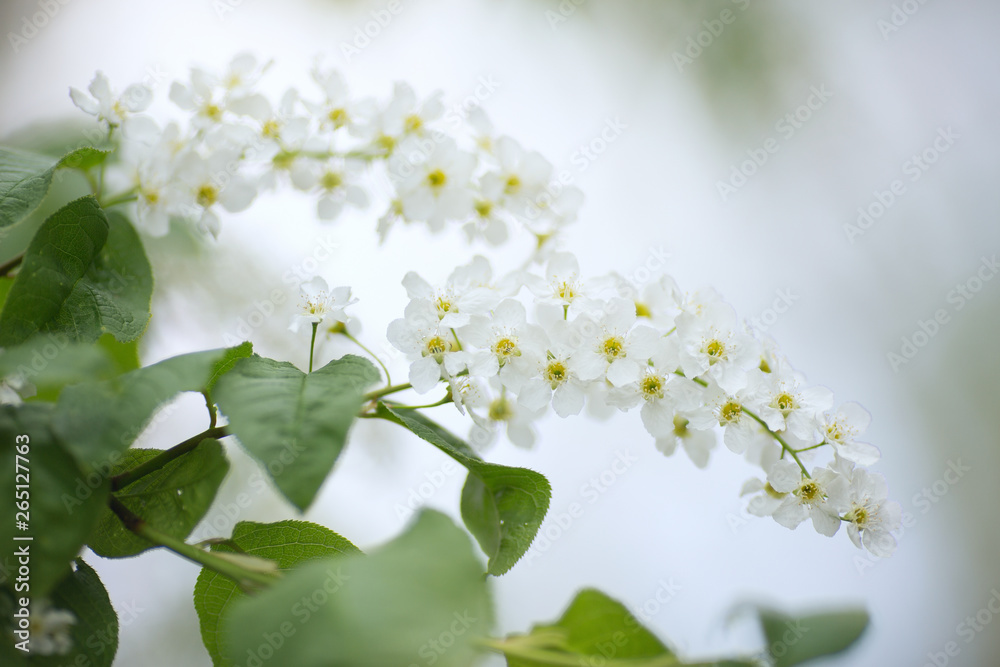 Cherry branch with white flowers Cherry branch with white flowers