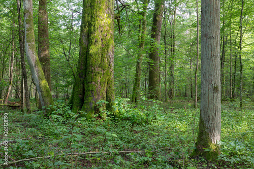 Natural mixed stand of Bialowieza Forest
