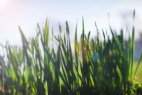 Bright summer lawn with high fresh green grass extreme close-up. Rest on the nature on a hot summer day.