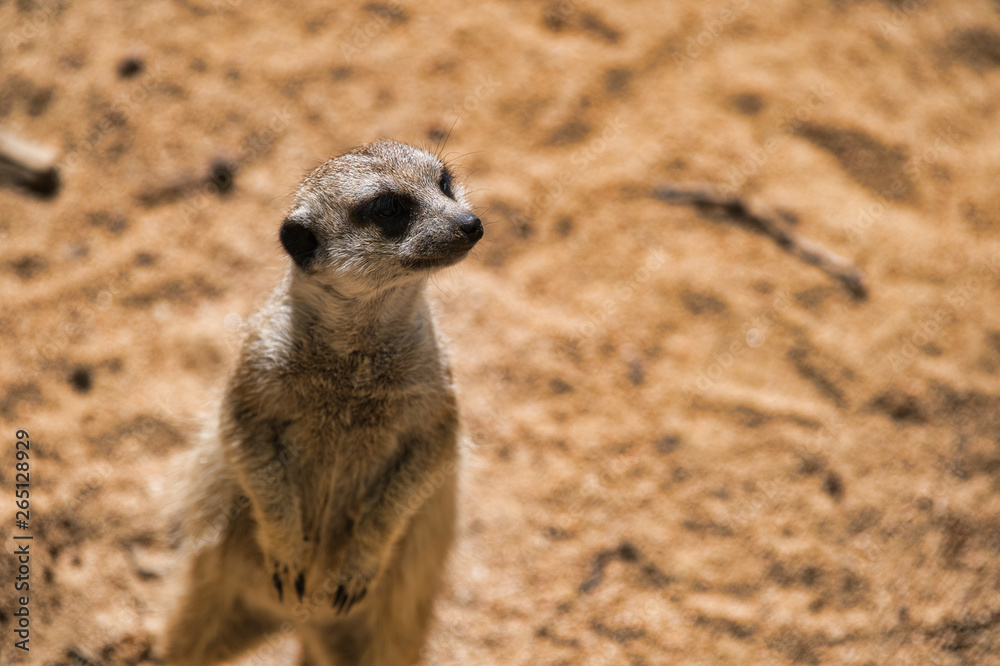 Fototapeta premium Animal