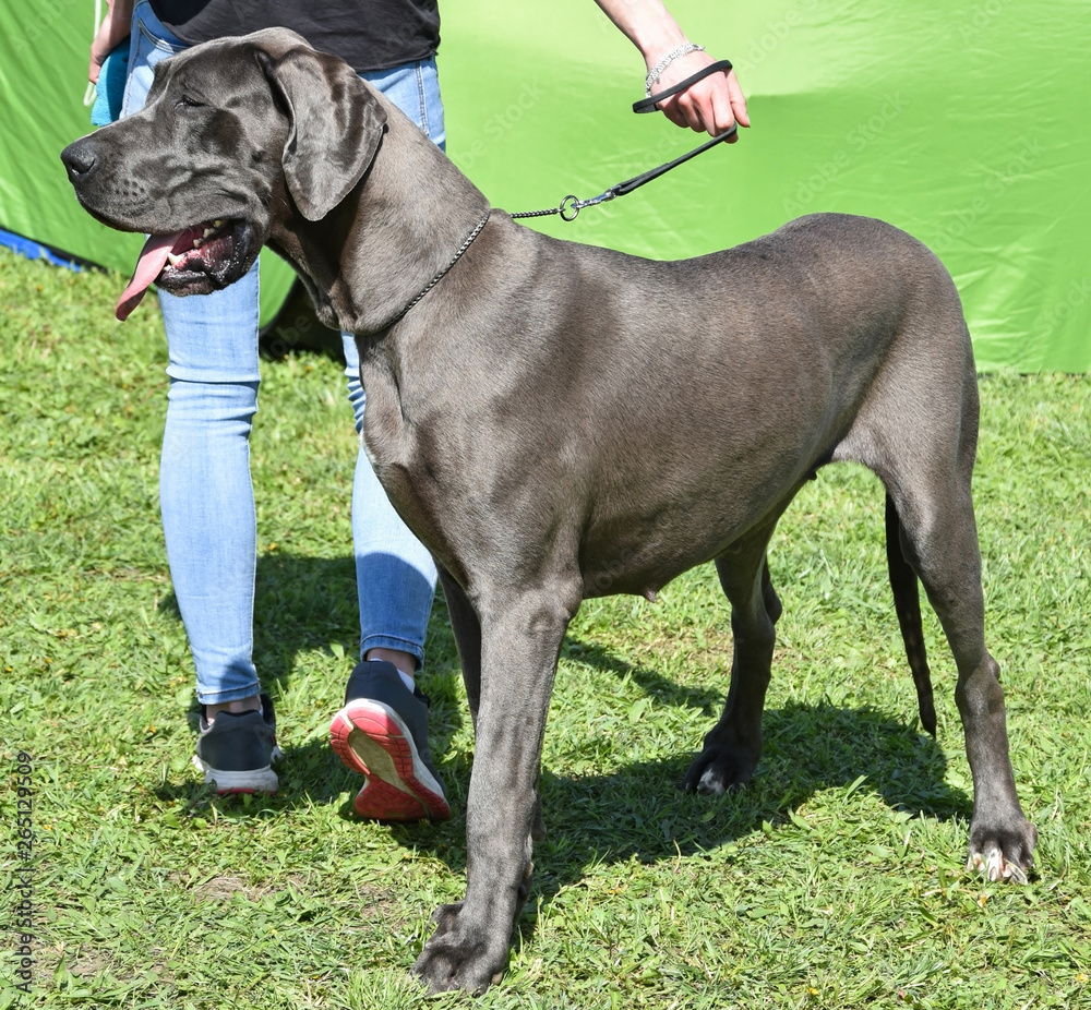 Large german gray dog