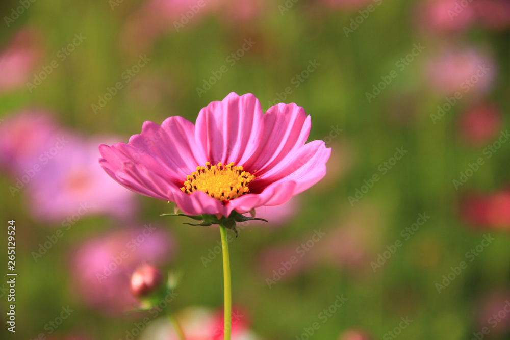 Sweet pink cosmos flowers are blooming in the outdoor garden with blurred natural background, So beautiful.