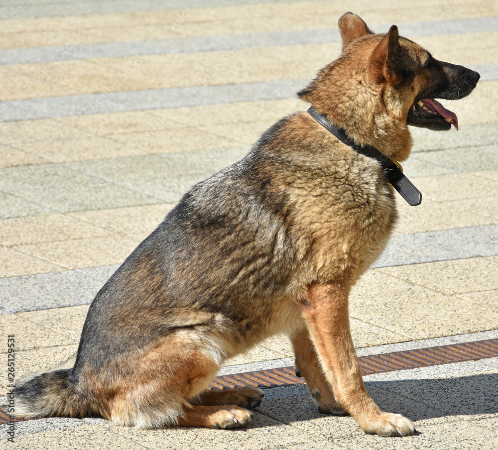 German shepherd dog outdoor
