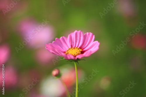 Sweet pink cosmos flowers are blooming in the outdoor garden with blurred natural background, So beautiful.