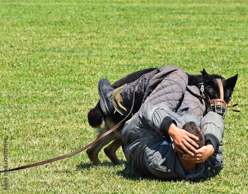 Police dog in training