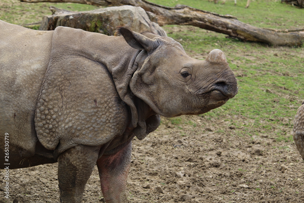 Fototapeta premium rhinocéros