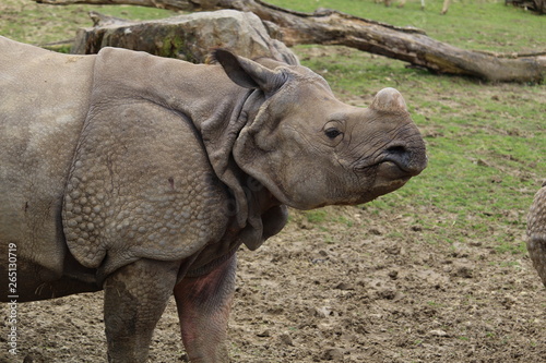 rhinocéros