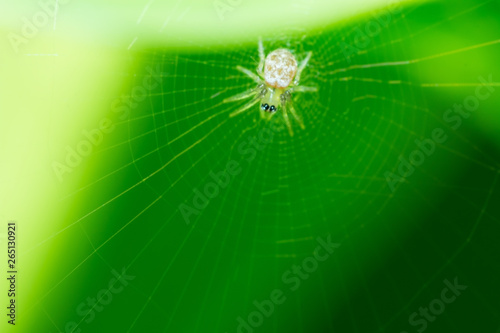 spider on web and green background, macro spider on web, animal in wild