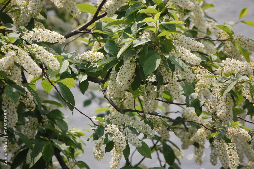 white flowers of bird cherry closeup. spring bloom. Prunus padus flower