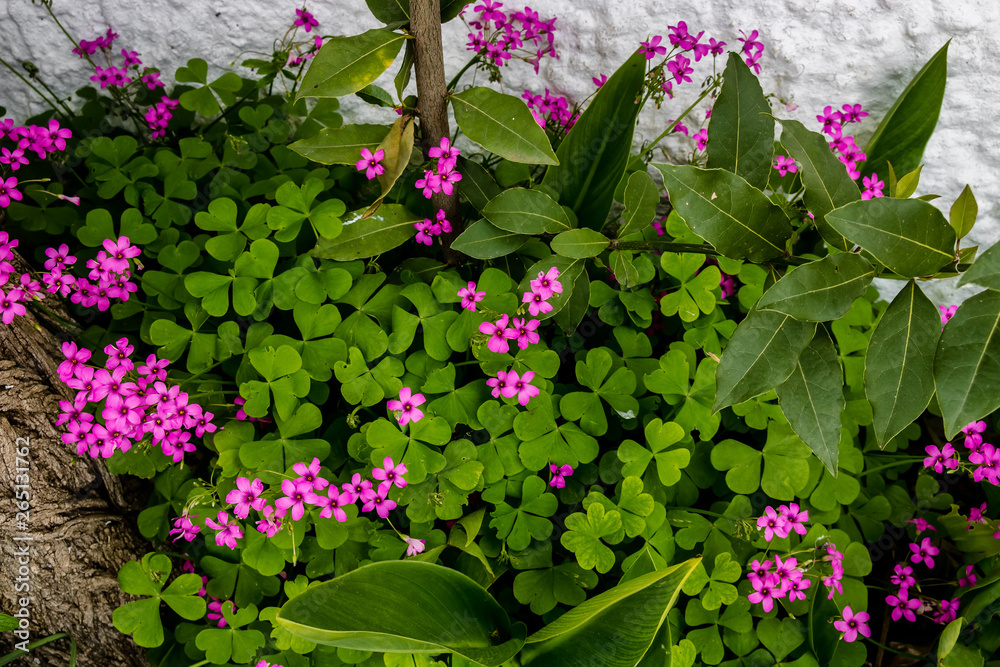 flowers in the garden flowers in the garden