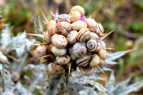 group of snails on thistle : Close up of a snail colony on thistle