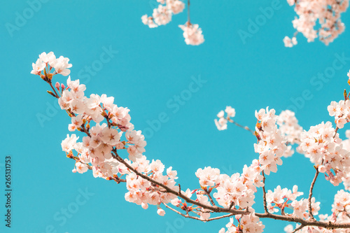 Beautiful cherry blossom sakura in spring time with sky background in Japan.