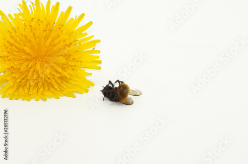 Tote Biene Freisteller auf weißem Hintergrund photo