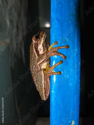 Hylidae. The European tree frog (Hyla arborea formerly Rana arborea) is a small tree frog found in Europe. photo