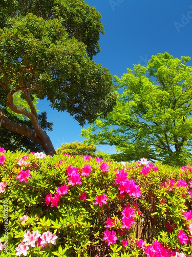 Fototapeta Naklejka Na Ścianę i Meble -  新緑の欅と躑躅咲く公園風景