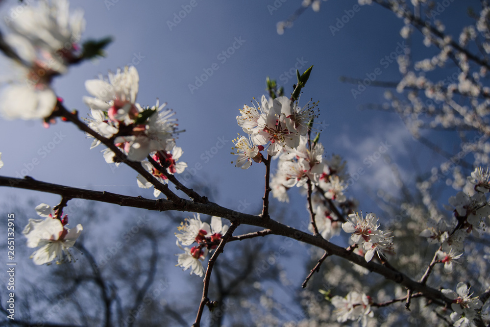 Spring cherry blossoms and Sunny day Spring cherry blossoms and Sunny day