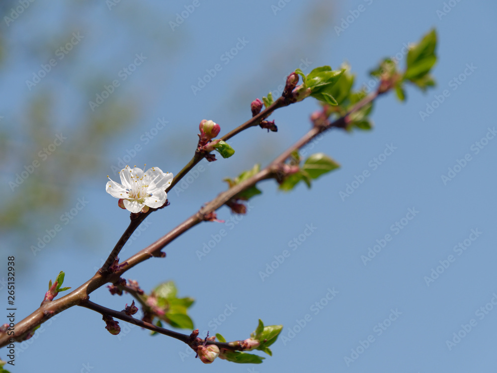spring gardens are blooming. branch with flowers spring gardens are blooming. branch with flowers