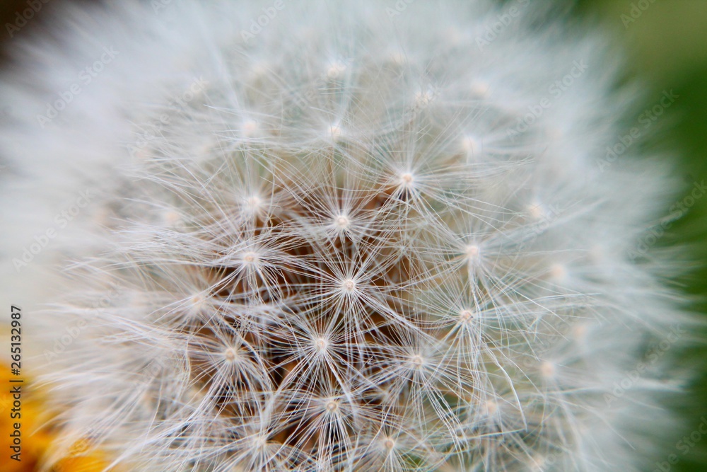 Fototapeta premium Macro soft blurry fluffy dandelion blowball. Selected focus. 