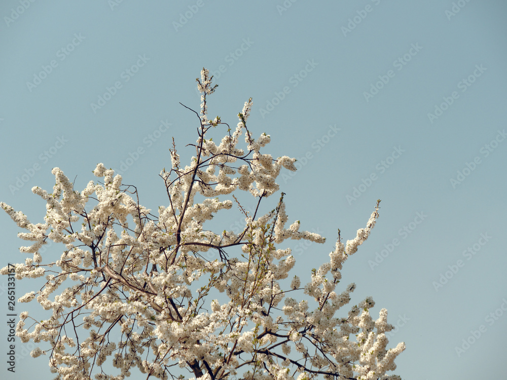 spring gardens are blooming. branch with flowers spring gardens are blooming. branch with flowers