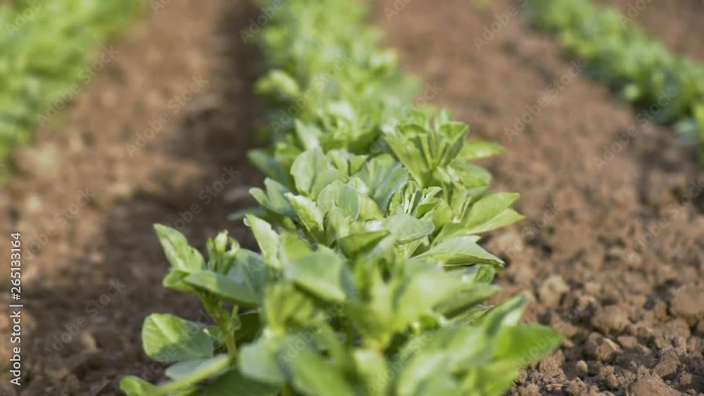 Green field of young soya bean plants. Spring coming to land. Young green wheat growing in soil. Green sprouts of soy in field outdoors. Soybean seedlings growing in meadow. Green field of young soya bean plants. Spring coming to land. Young green wheat growing in soil. Green sprouts of soy in field outdoors. Soybean seedlings growing in meadow.