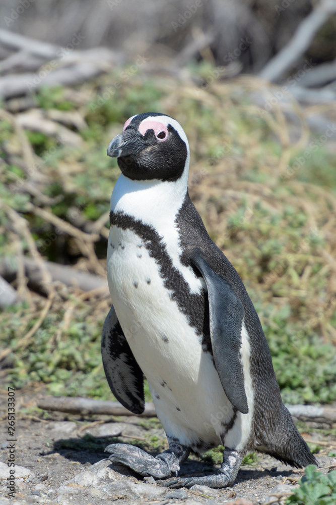 Naklejka premium African penguin, jackass penguin, black-footed penguin (Spheniscus demersus), portrait, standing at burrow, Betty's Bay, South Africa