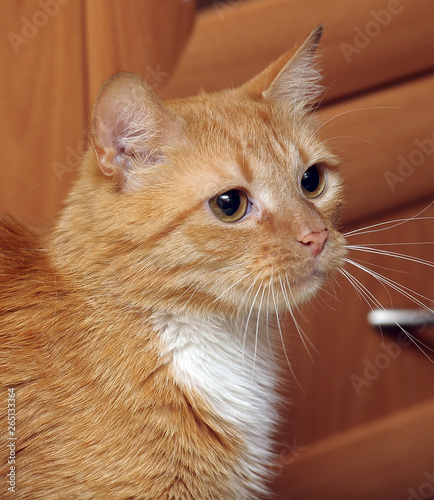 red with white breasts big-eyed cat photo