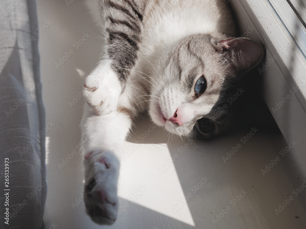 Naklejka beautiful cat basks on the windowsill in the sun