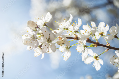 Branch of cherry flowers illuminated by strong sunlight on a close-up