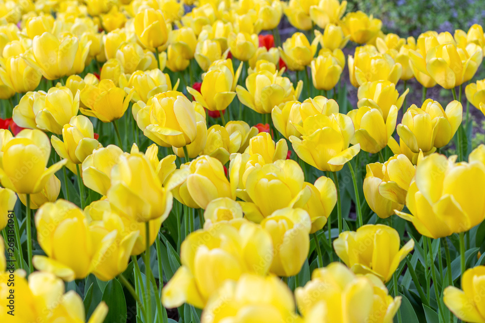 Picturesque yellow tulips fresh flowers at a blurry soft focus background close up bokeh Picturesque yellow tulips fresh flowers at a blurry soft focus background close up bokeh