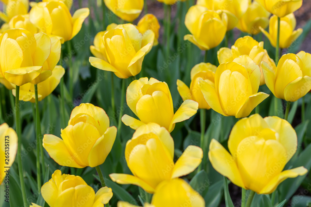 Picturesque yellow tulips fresh flowers at a blurry soft focus background close up bokeh Picturesque yellow tulips fresh flowers at a blurry soft focus background close up bokeh