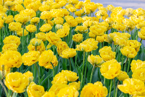 Picturesque yellow tulips fresh flowers at a blurry soft focus background close up bokeh © vitalis83