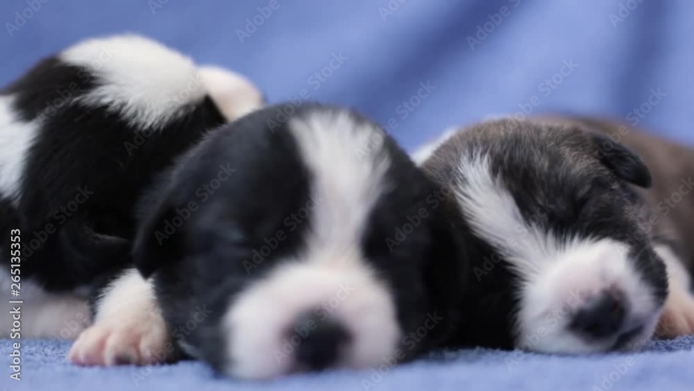 Three lovely newborn black and white flyffy Welsh Corgi Cardigan puppies sleep twitching in their sleep on a blue background. animal care concept Three lovely newborn black and white flyffy Welsh Corgi Cardigan puppies sleep twitching in their sleep on a blue background. animal care concept